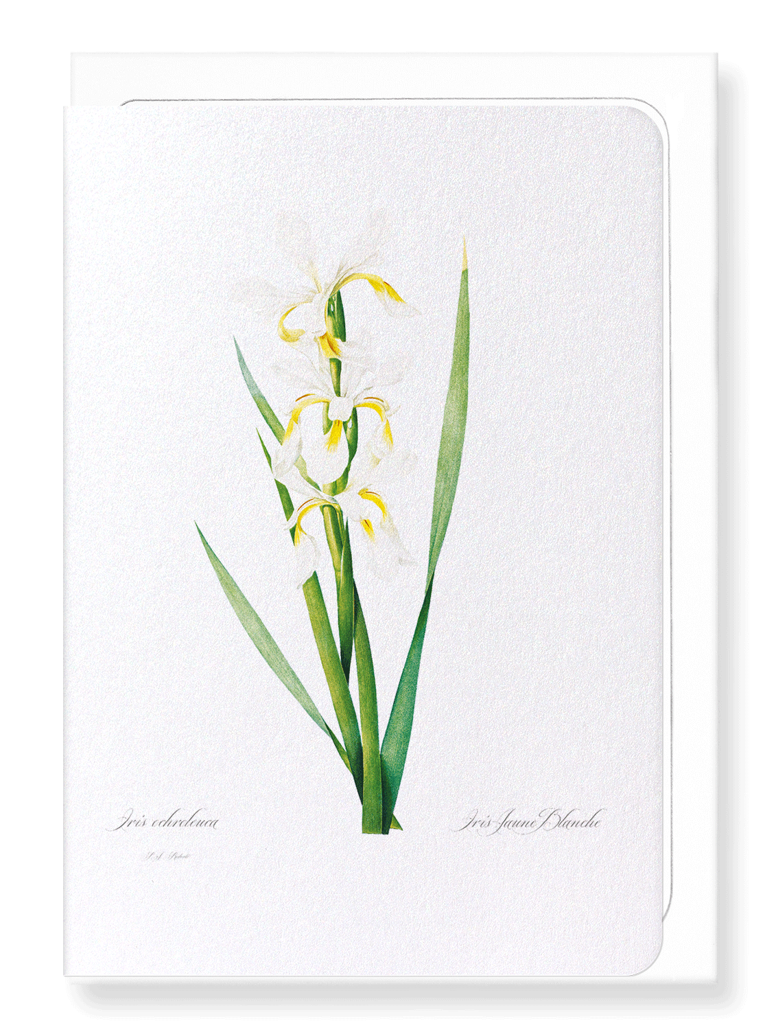 IRIS : Botanical Greeting Card