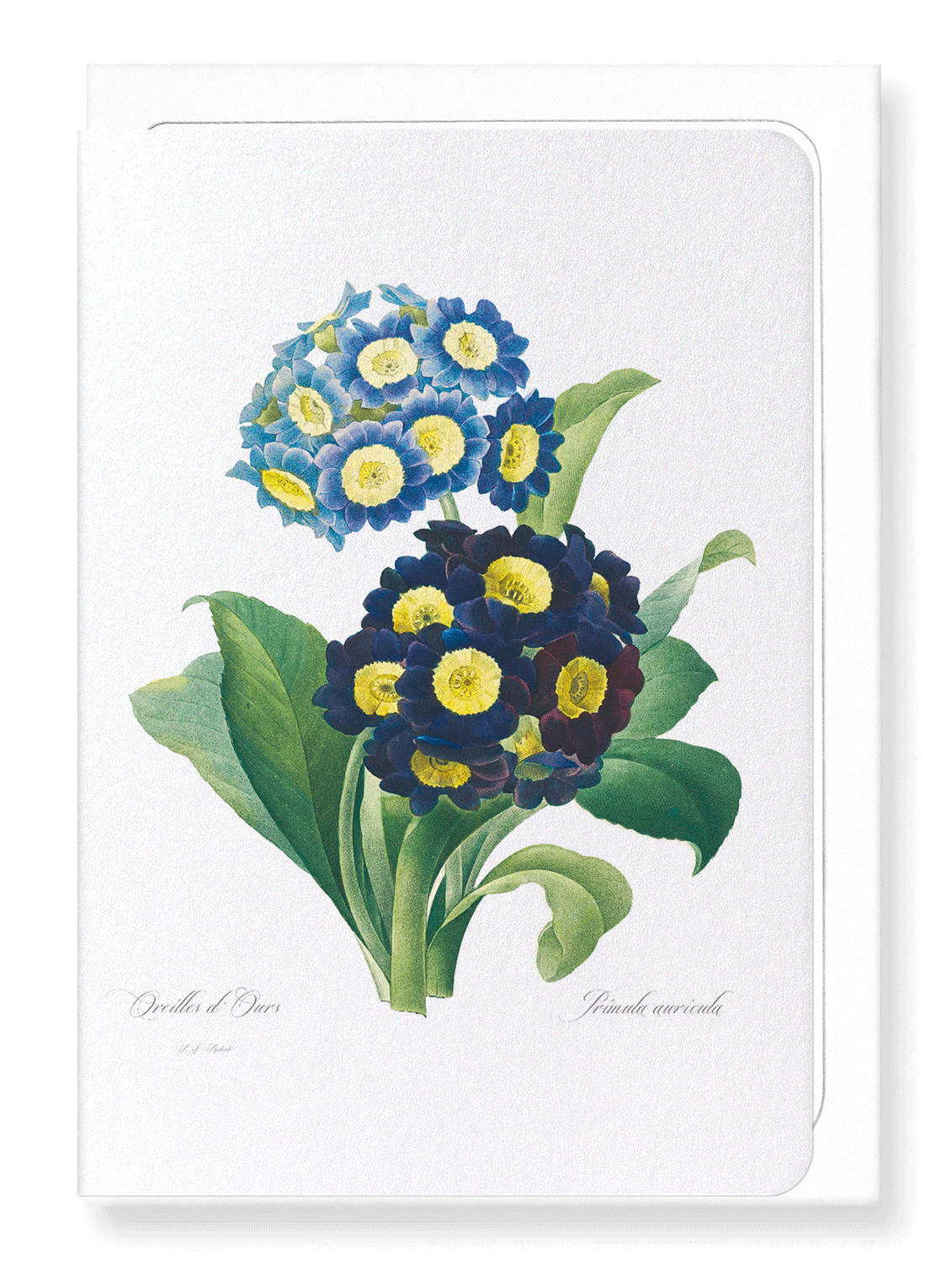 PRIMULA AURICULA NO.1: Botanical Greeting Card