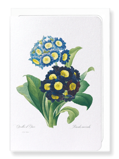 PRIMULA AURICULA NO.1: Botanical Greeting Card