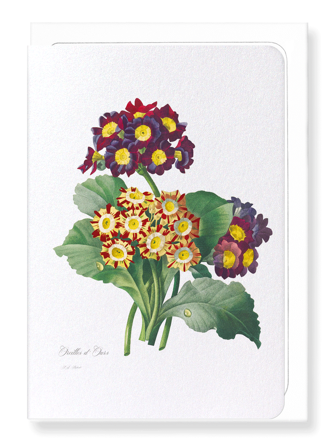 PRIMULA AURICULA NO.2: Botanical Greeting Card