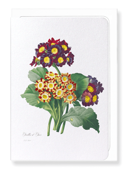 PRIMULA AURICULA NO.2: Botanical Greeting Card