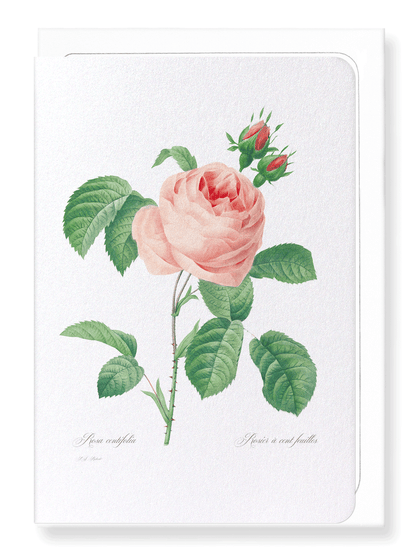 PINK ROSE NO.2: Botanical Greeting Card