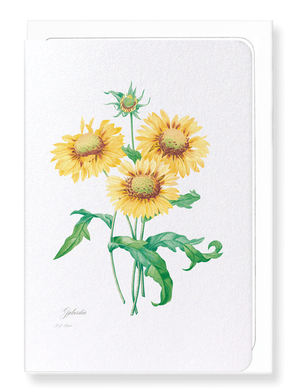 GALLARDIA BLANKET FLOWER: Botanical Greeting Card