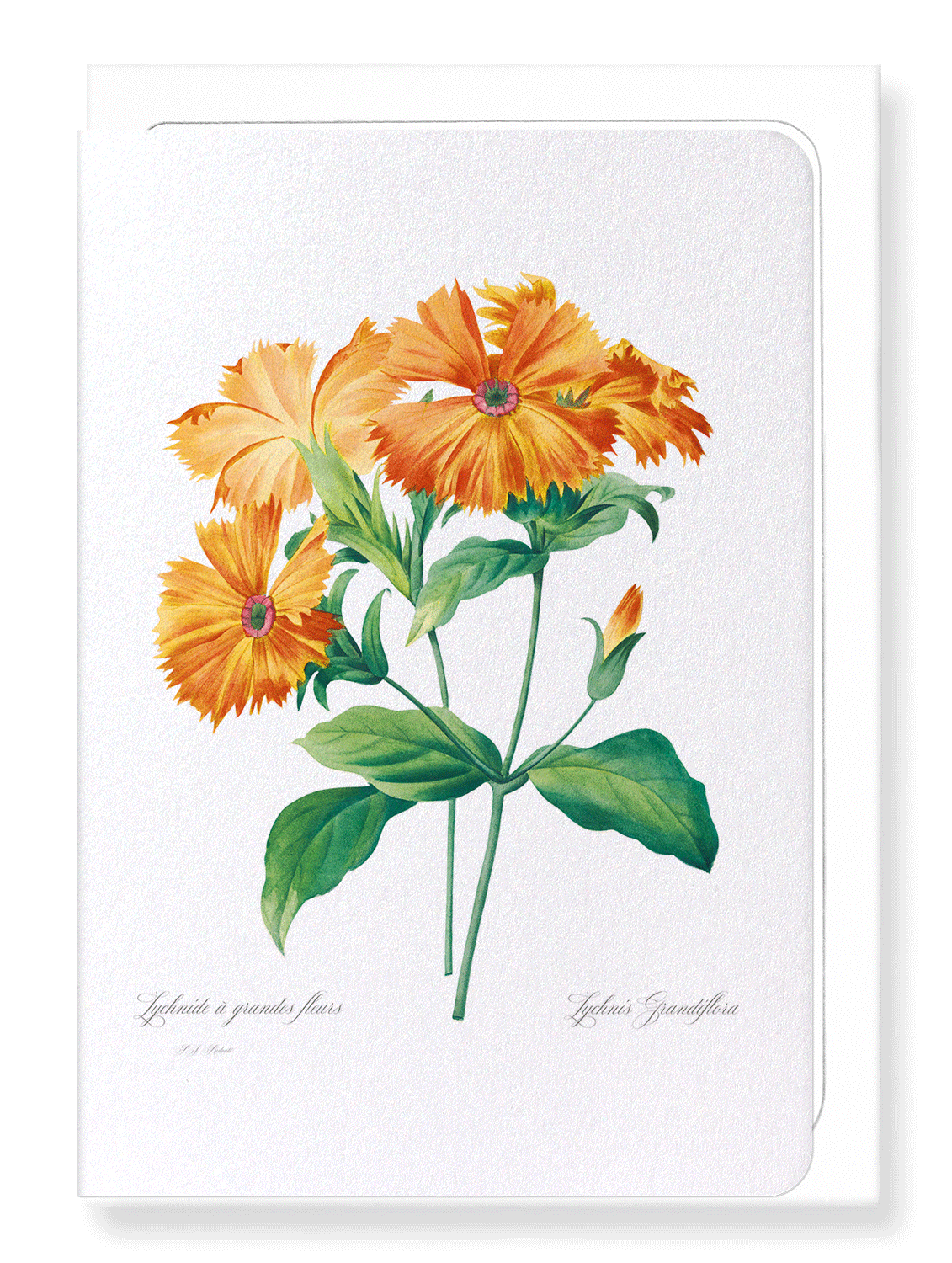 LYCHNIS GRANDIFLORA: Botanical Greeting Card