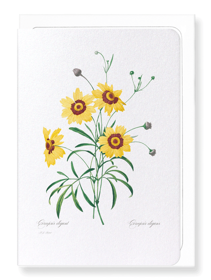 TICKSEED COREOPSIS: Botanical Greeting Card