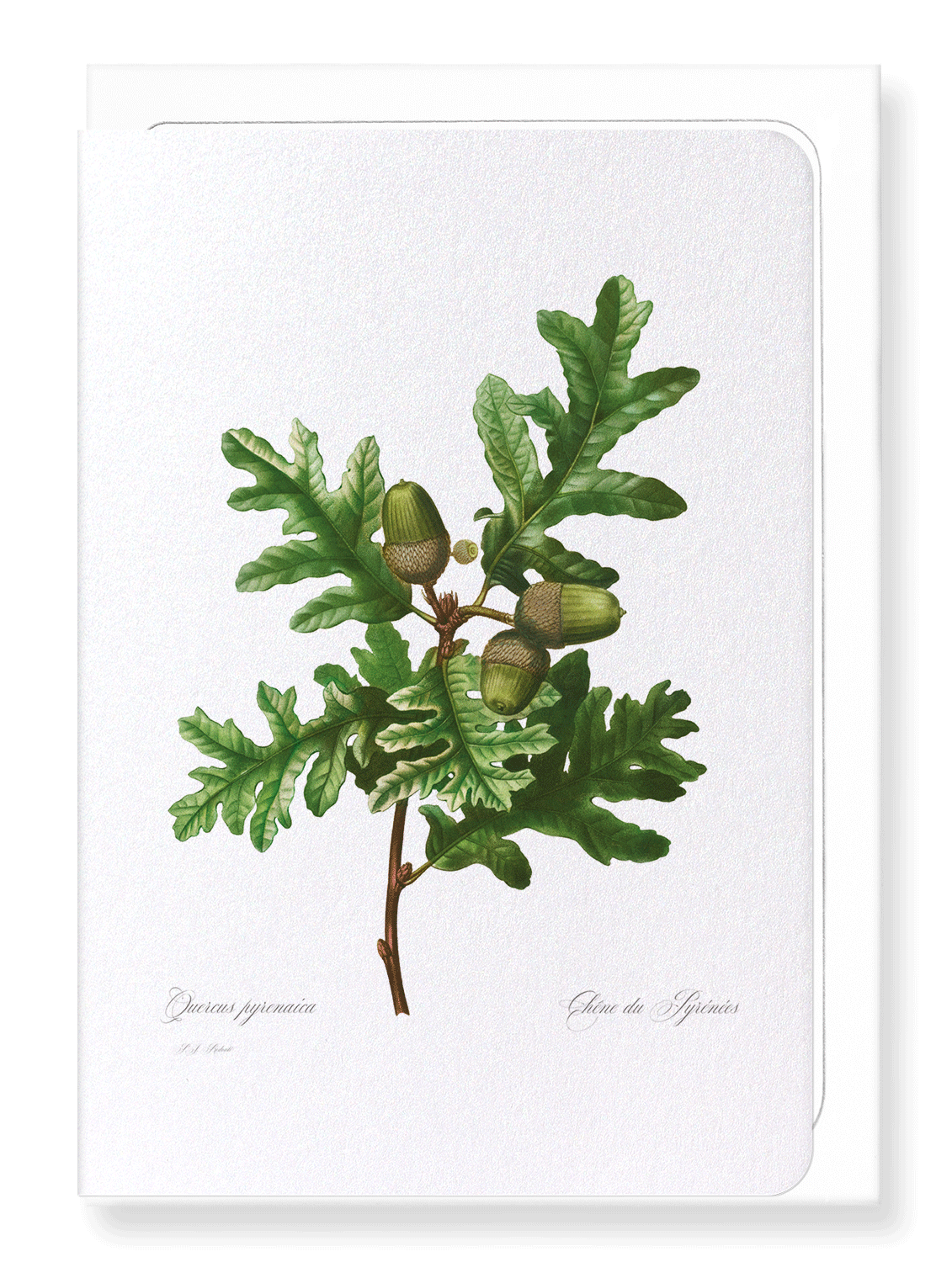 PYRENEAN OAK: Botanical Greeting Card