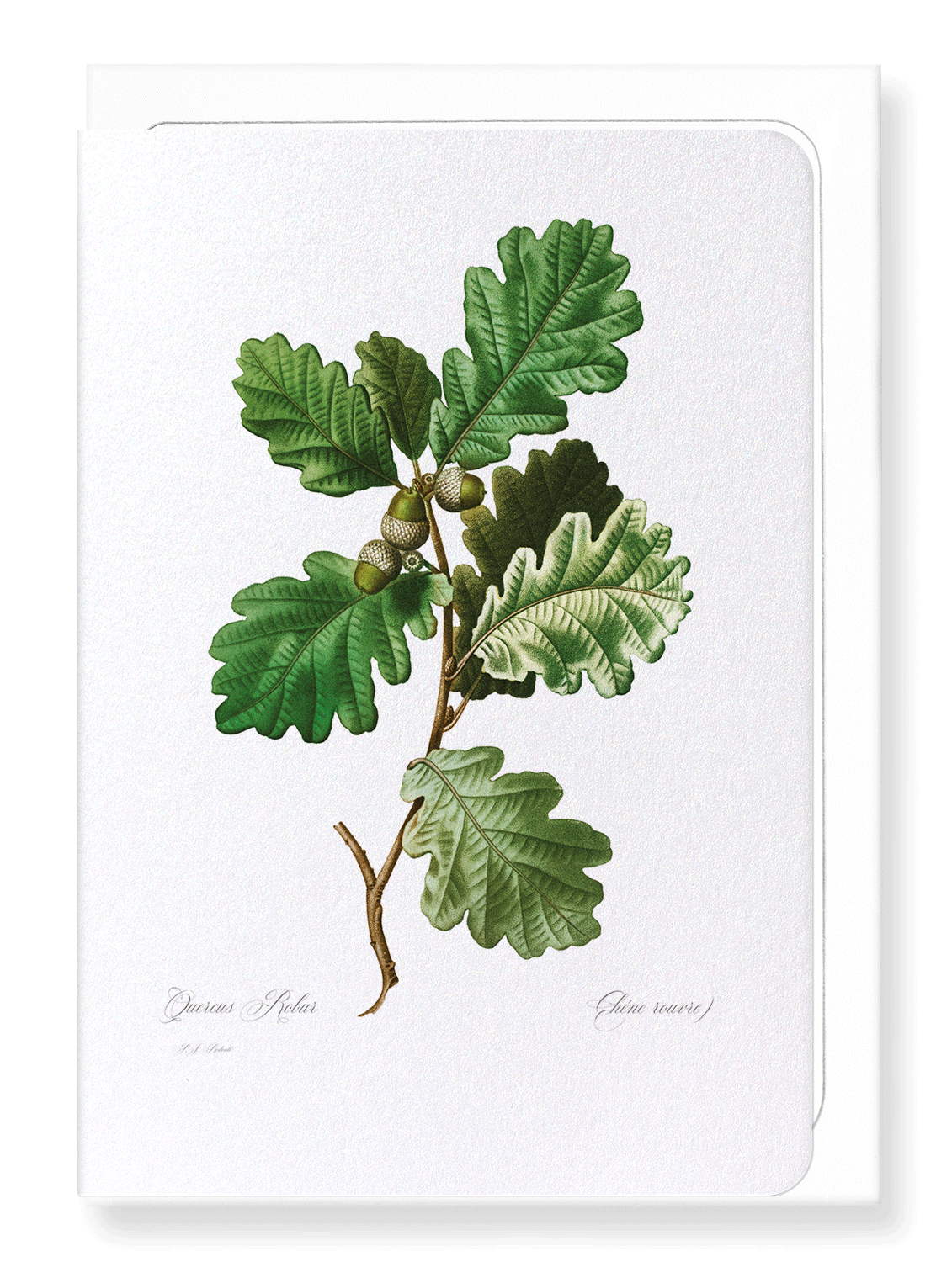 COMMON OAK: Botanical Greeting Card