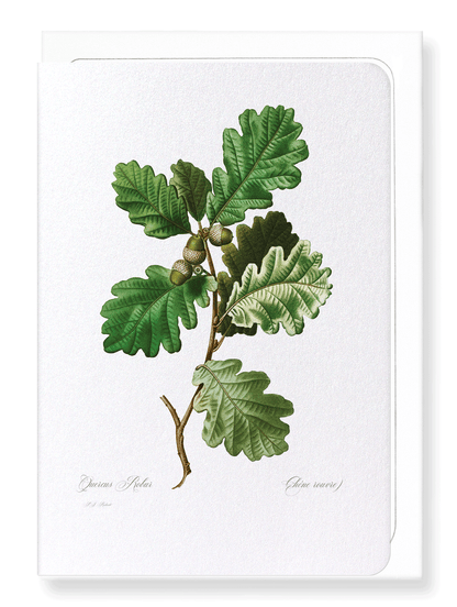 COMMON OAK: Botanical Greeting Card