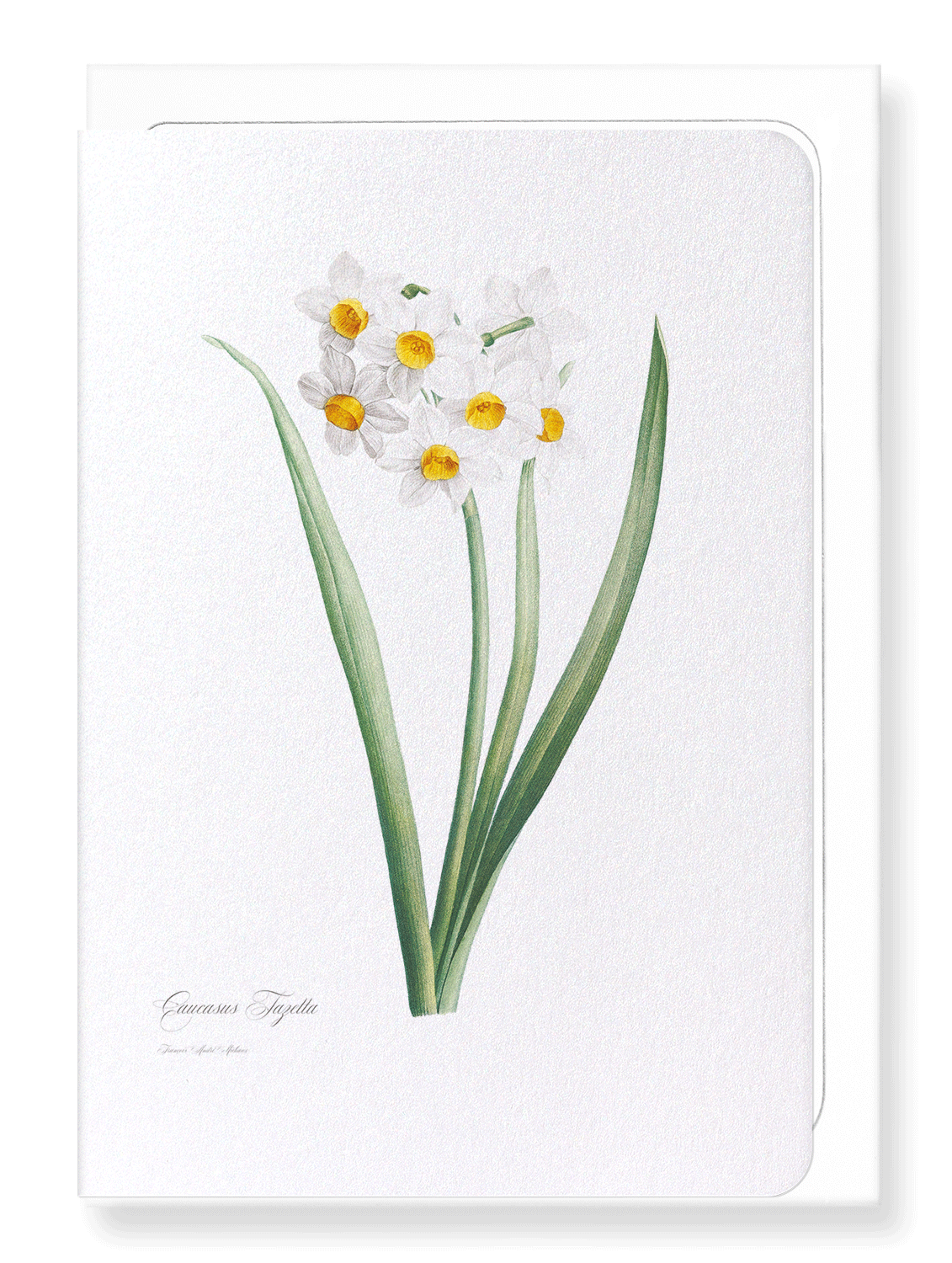 SACRED LILY: Botanical Greeting Card