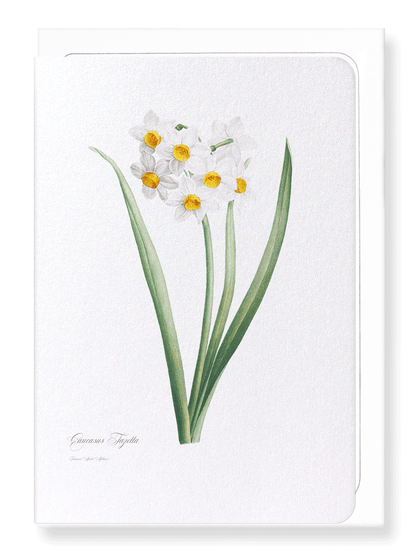 SACRED LILY: Botanical Greeting Card