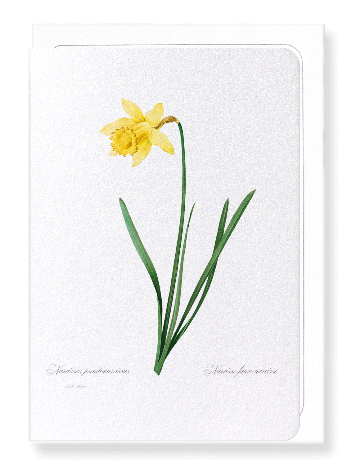 LENT LILY WILD DAFFODIL: Botanical Greeting Card