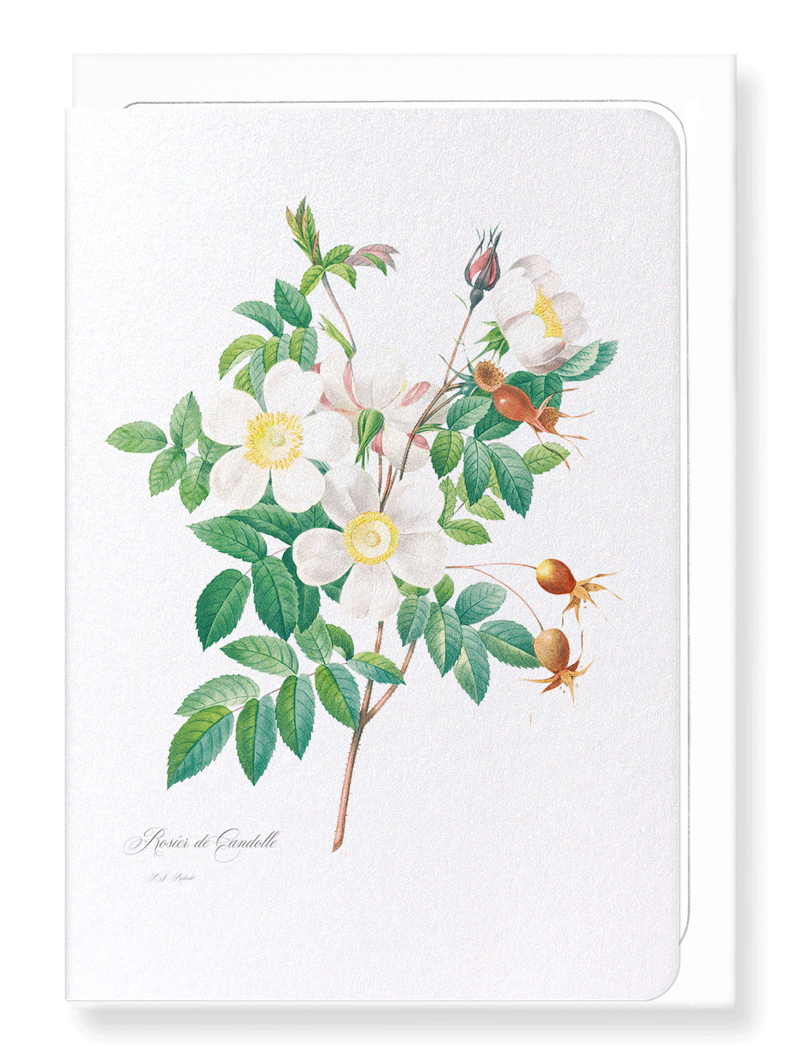 ROSIER CANDOLLE: Botanical Greeting Card