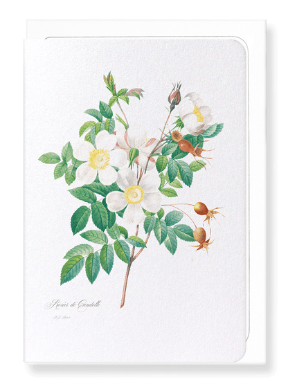 ROSIER CANDOLLE: Botanical Greeting Card