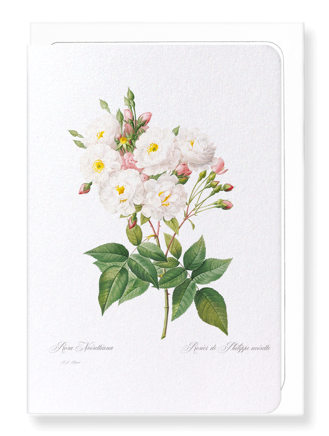 NOISETTE ROSE: Botanical Greeting Card