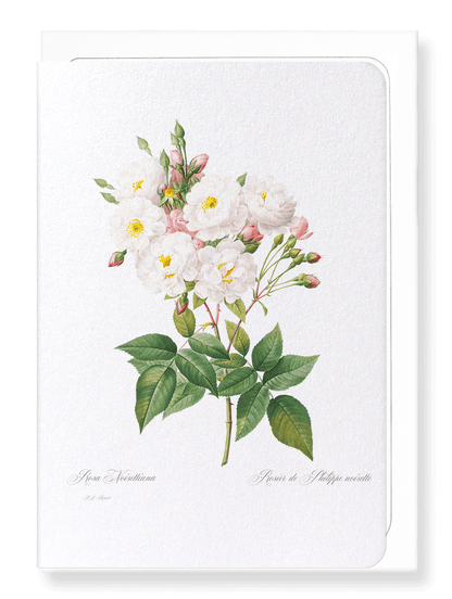 NOISETTE ROSE: Botanical Greeting Card