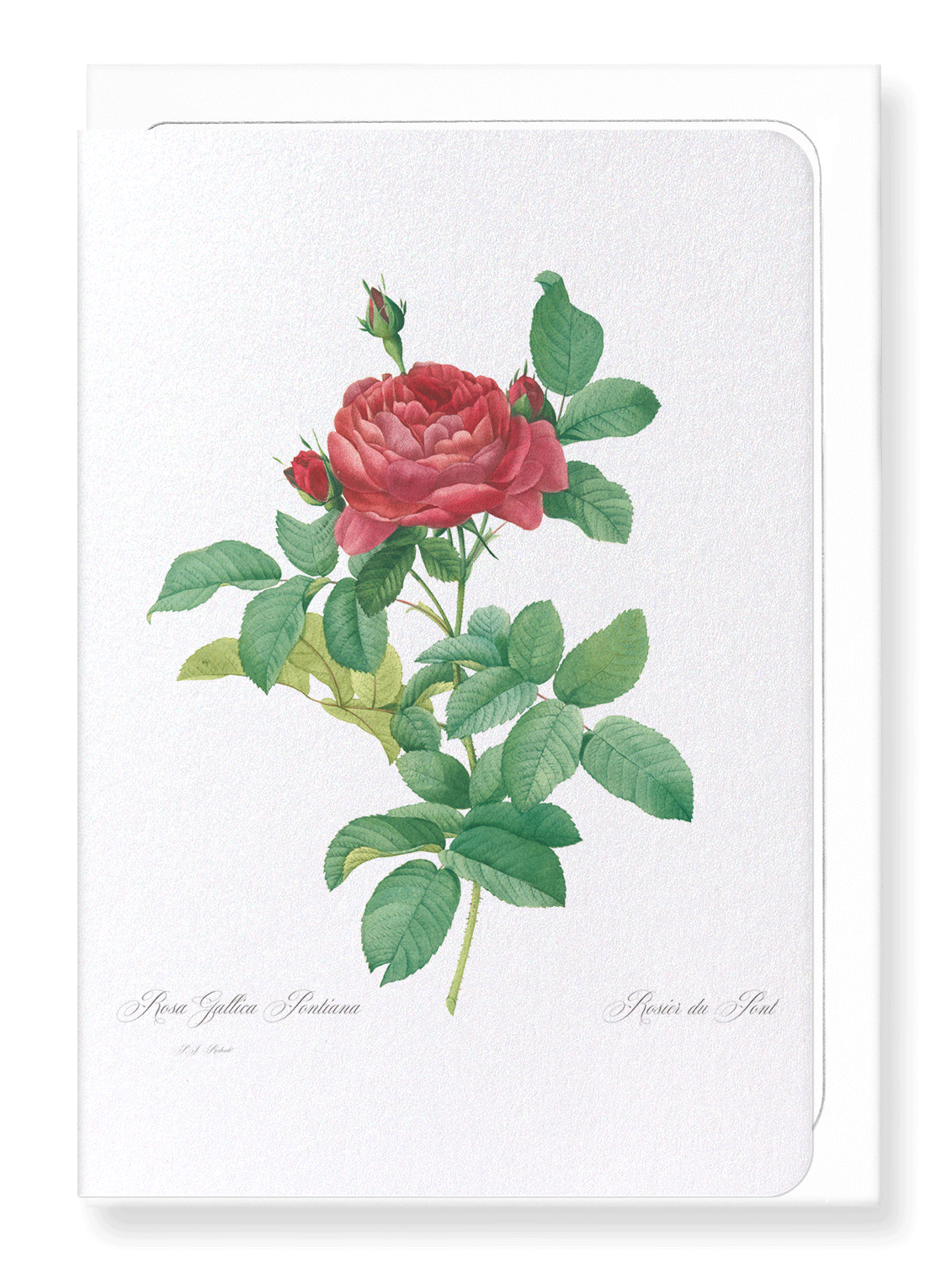 GALLICA ROSE PONTIANA: Botanical Greeting Card