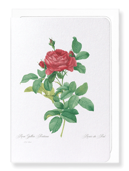 GALLICA ROSE PONTIANA: Botanical Greeting Card