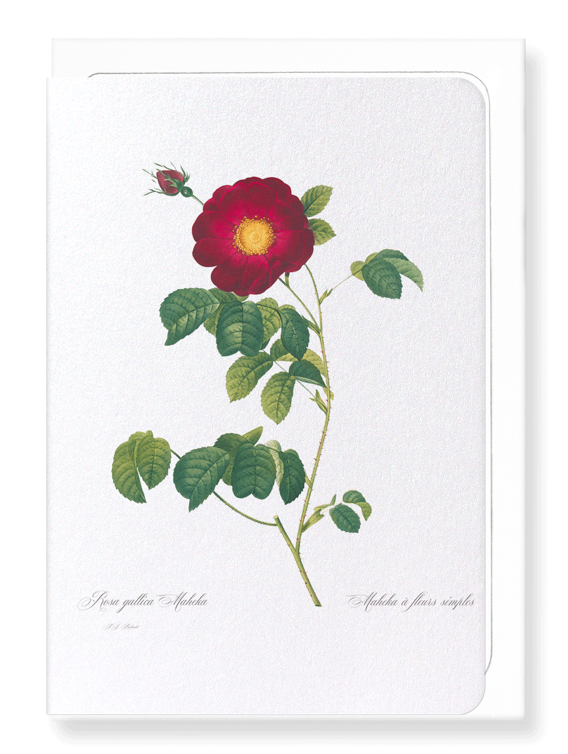 ROSA GALLICA MAHEKA: Botanical Greeting Card