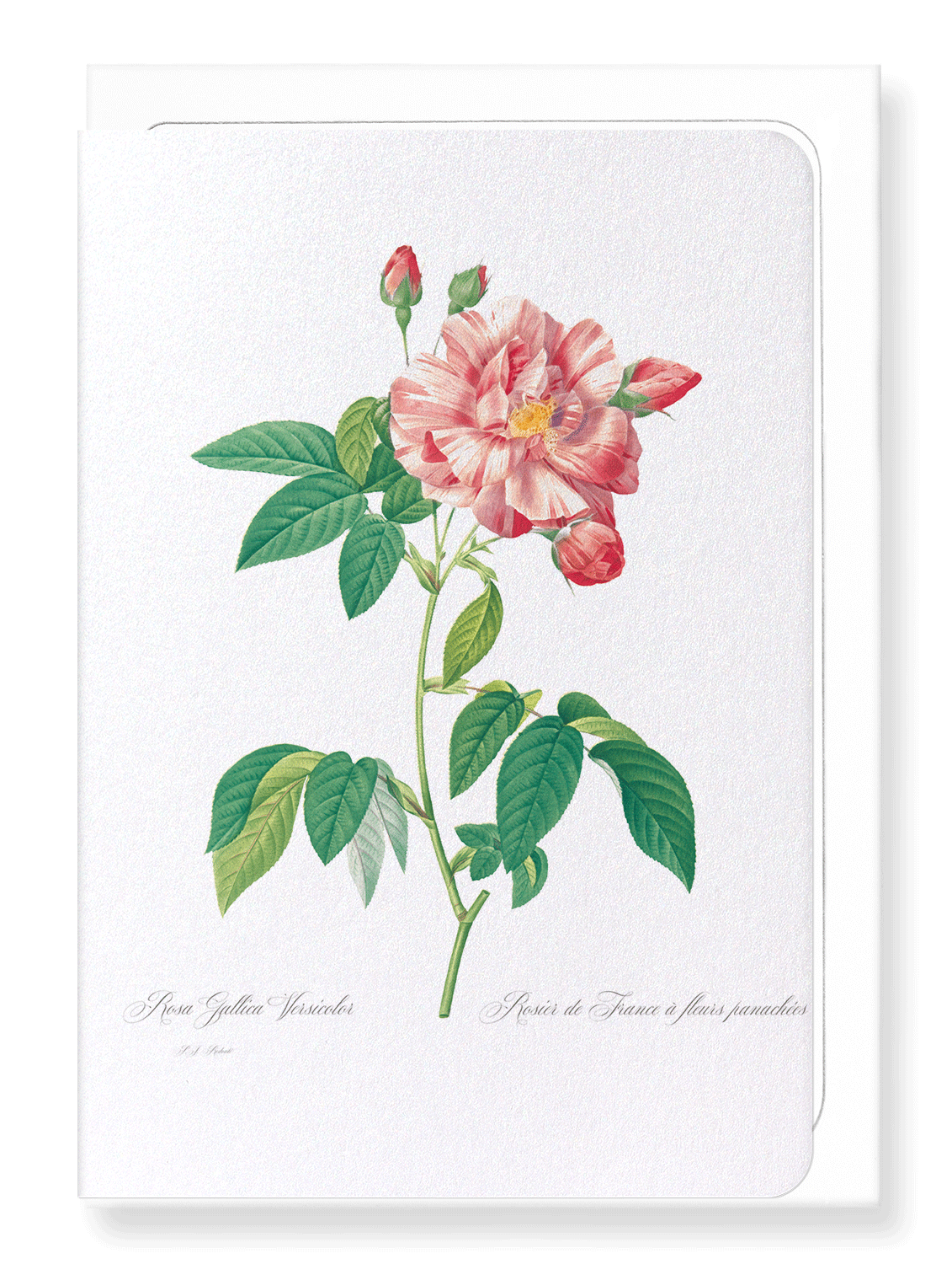 GALLICA ROSE VERSICOLOR: Botanical Greeting Card