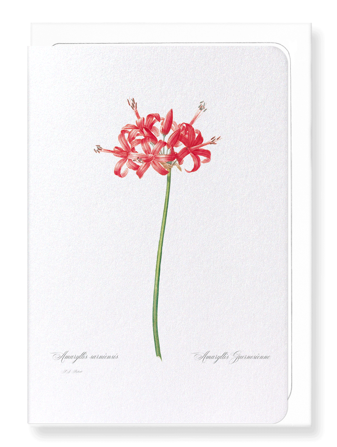 GUERNSEY OR JERSEY LILY: Botanical Greeting Card
