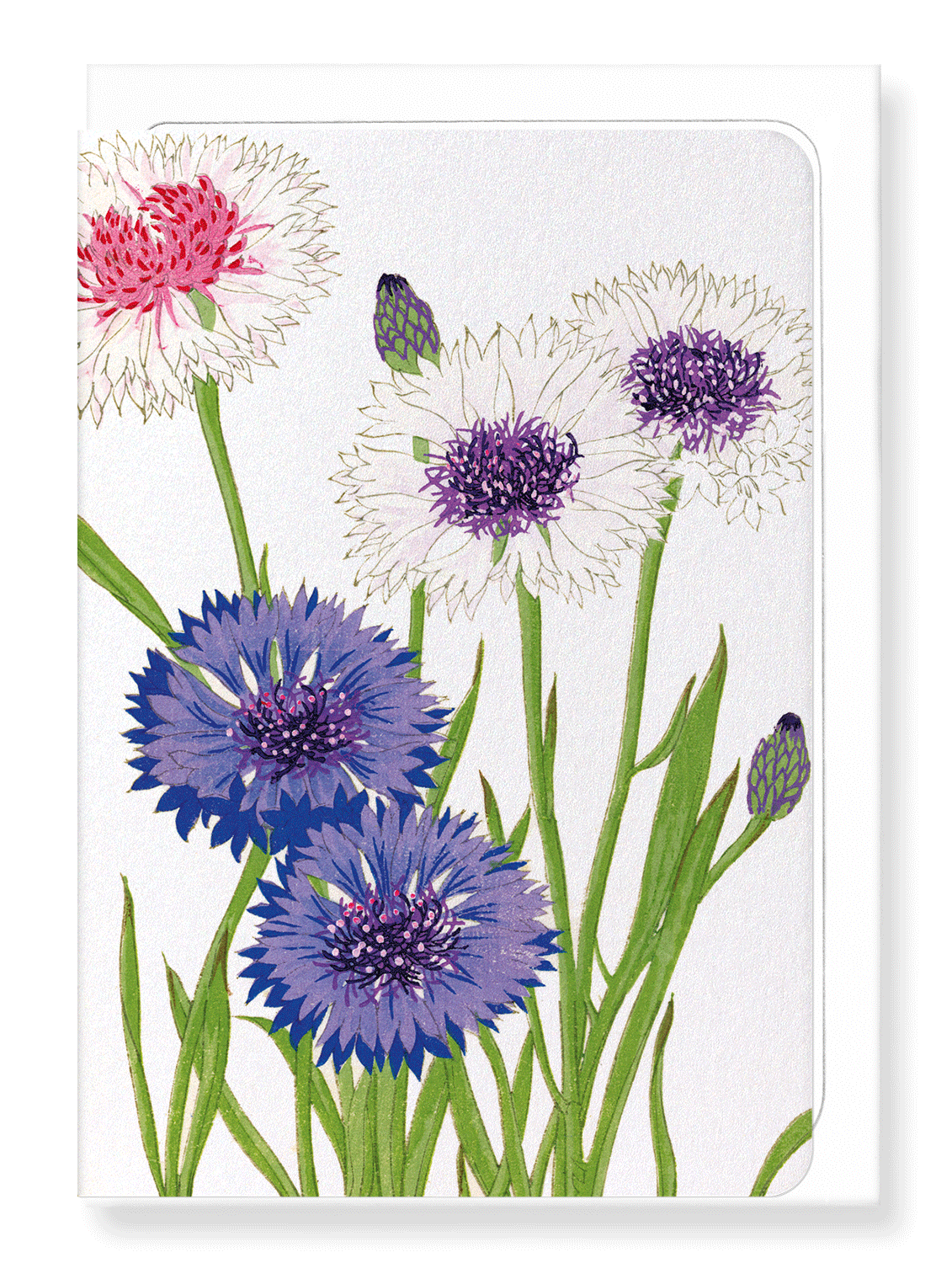 Ezen Designs - BIRDS OF PARADISE - Greeting Card - Front