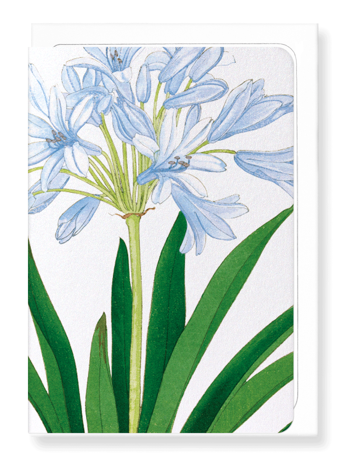 Ezen Designs - BIRDS OF PARADISE - Greeting Card - Front