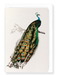 Ezen Designs - Indian peafowl (Mid 17th C.) - Greeting Card - Front