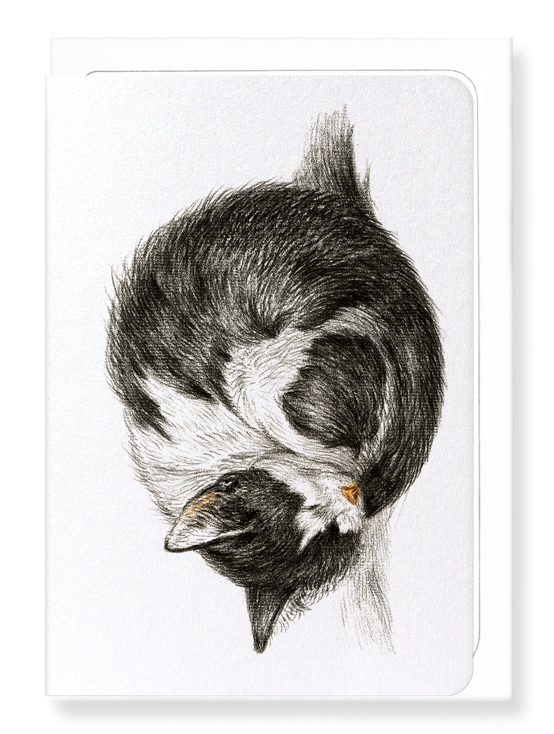 Ezen Designs - Curled up sleeping cat (1825) - Greeting Card - Front