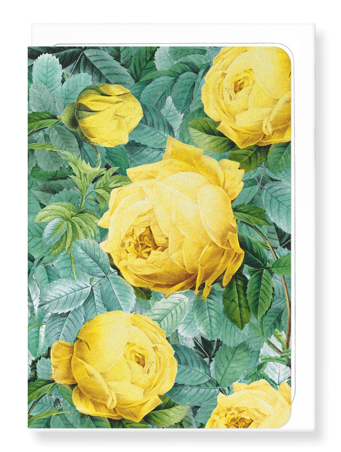Ezen Designs - Rosa sulfurea - Greeting Card - Front