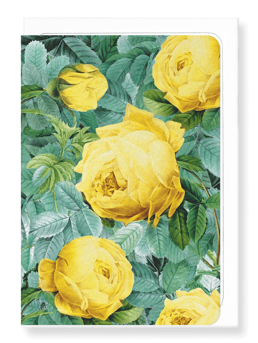 Ezen Designs - Rosa sulfurea - Greeting Card - Front