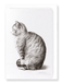 Ezen Designs - Sitting cat (1815) - Greeting Card - Front
