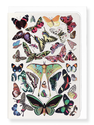 Ezen Designs - Butterfly (1907) - Greeting Card - Front