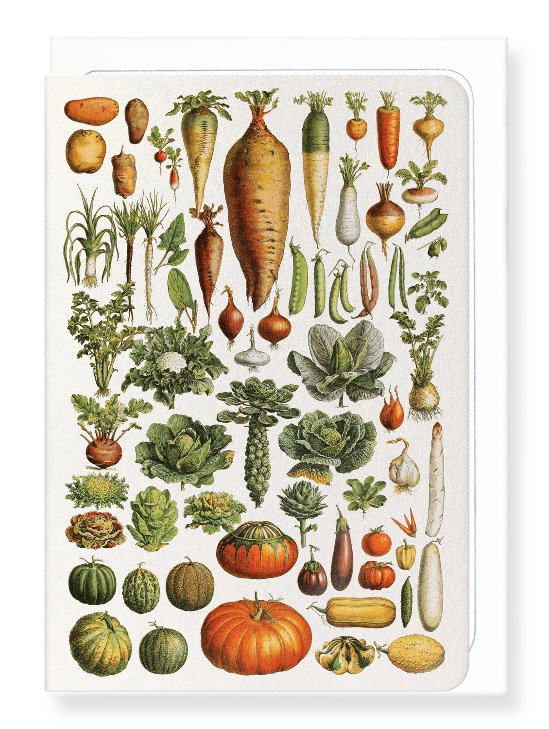 Ezen Designs - Garden Vegetables (1922) - Greeting Card - Front