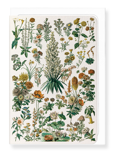Ezen Designs - Illustration of Flowers - C (c.1900) - Greeting Card - Front