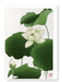 Ezen Designs - Lotus flower - Greeting Card - Front
