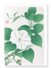 Ezen Designs - White morning glory - Greeting Card - Front