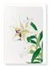 Ezen Designs - Lily - Greeting Card - Front