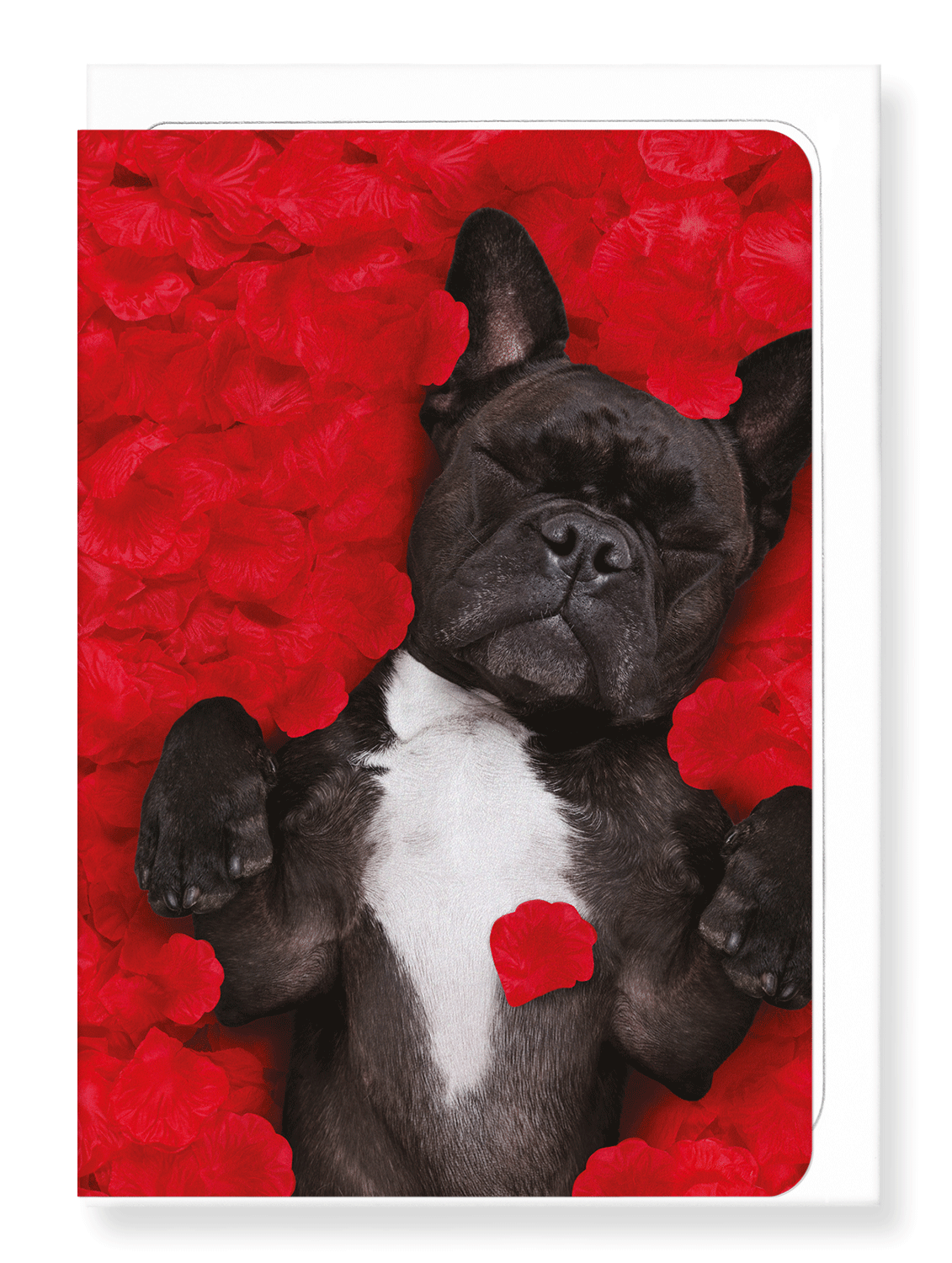 Ezen Designs - Frenchie dream - Greeting Card - Front