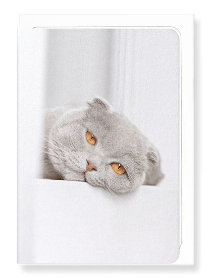 Ezen Designs - Lazy cat - Greeting Card - Front