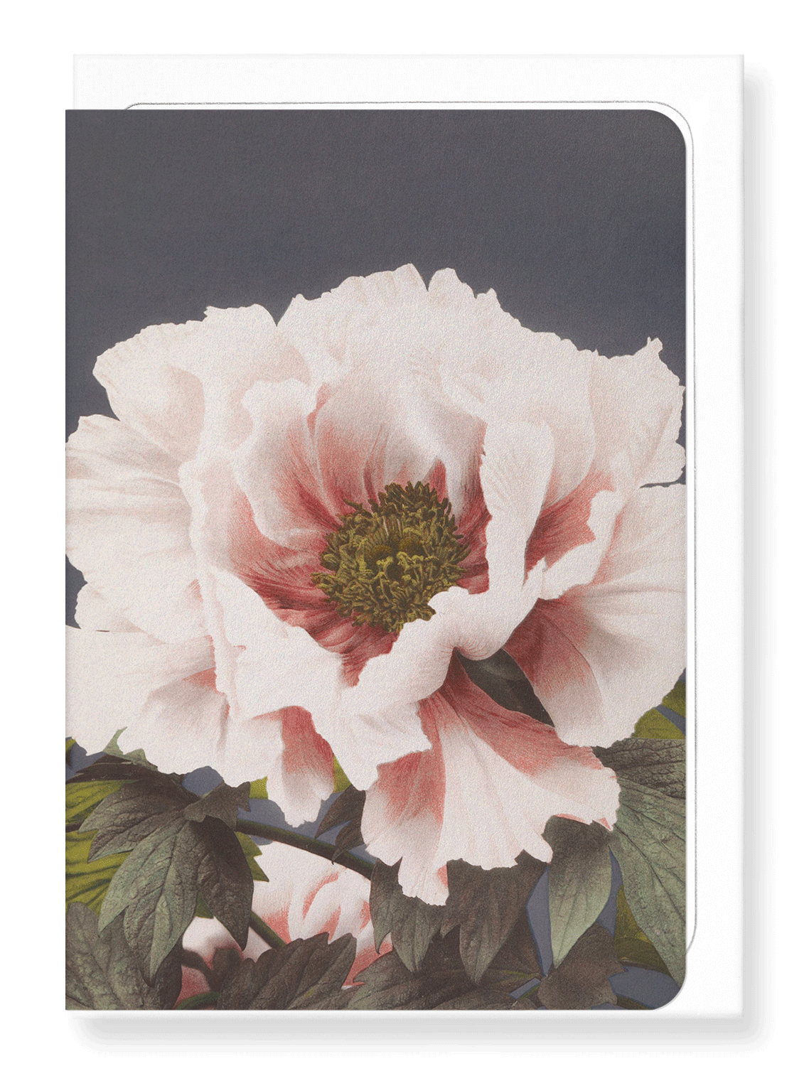 Ezen Designs - Photomechanical print of Peonies (c.1890) - Greeting Card - Front