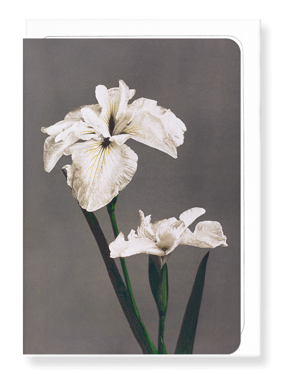 Ezen Designs - Photomechanical print of Iris Kæmpferi (1896) - Greeting Card - Front
