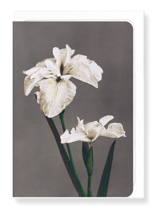 Ezen Designs - Photomechanical print of Iris Kæmpferi (1896) - Greeting Card - Front