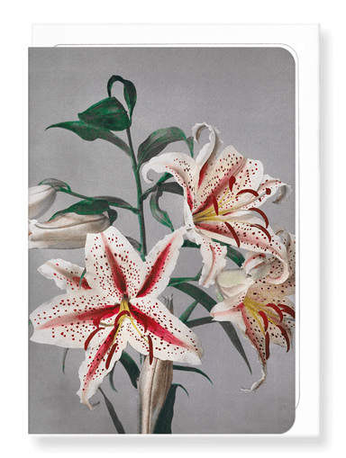 Ezen Designs - Photomechanical print of Lilies (c.1890) - Greeting Card - Front