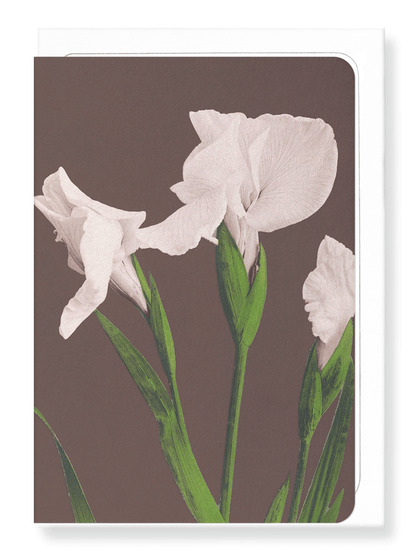 Ezen Designs - Photomechanical print of White Irises (c.1890) - Greeting Card - Front