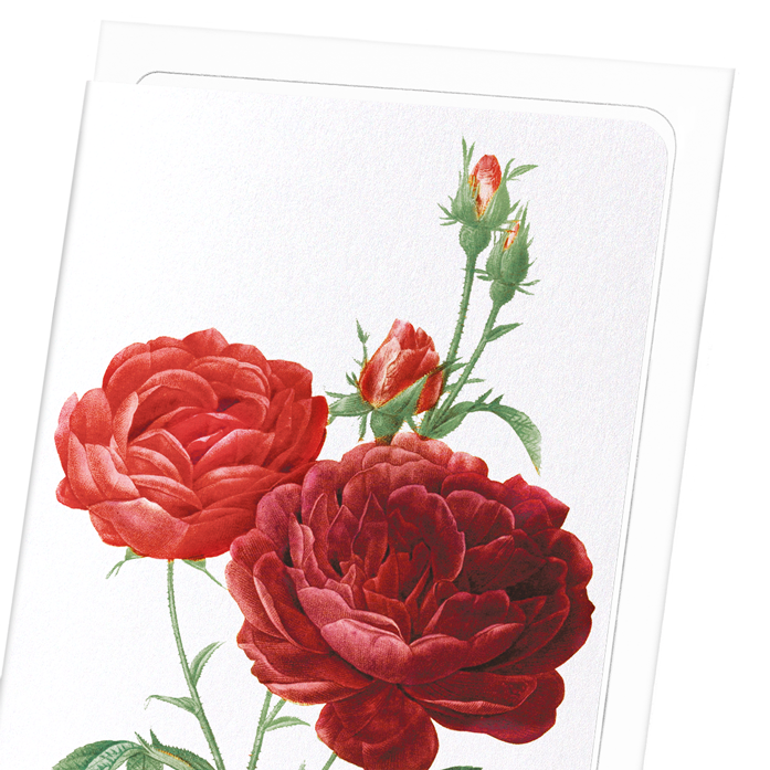 DARK RED GALLICA ROSES: Botanical Greeting Card