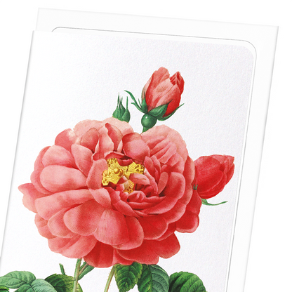 GALLICA ROSE: Botanical Greeting Card