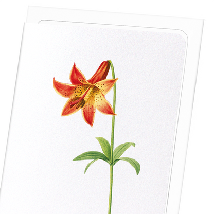 LILY: Botanical Greeting Card