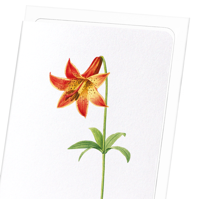 LILY: Botanical Greeting Card