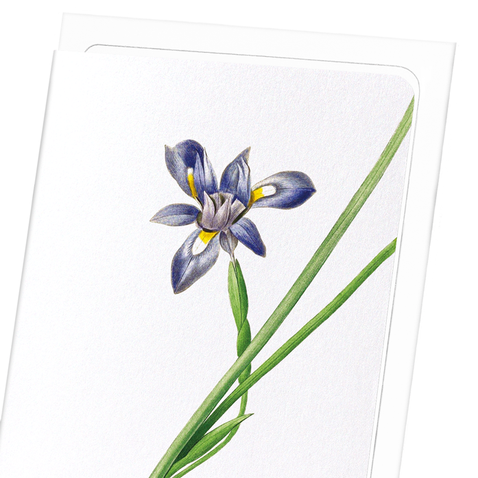 SISYRINCHIUM IRIS: Botanical Greeting Card