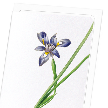 SISYRINCHIUM IRIS: Botanical Greeting Card